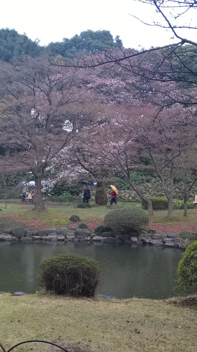 Tokyo cherry blossom vista 170331