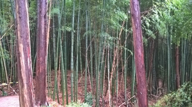 Kyoto cedar and bamboo 170408
