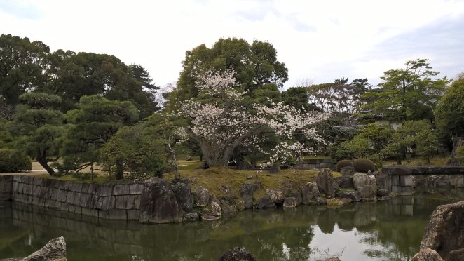 Kyoto cherry blossom island 170406